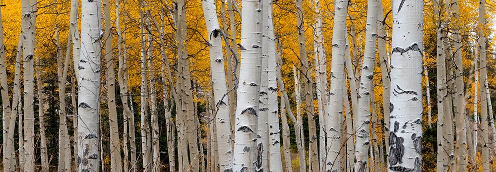 Aspen tree trunks and leaves blend in this autumn image-Rocky Mountains-Colorado-USA. art print by Betty Sederquist for $57.95 CAD